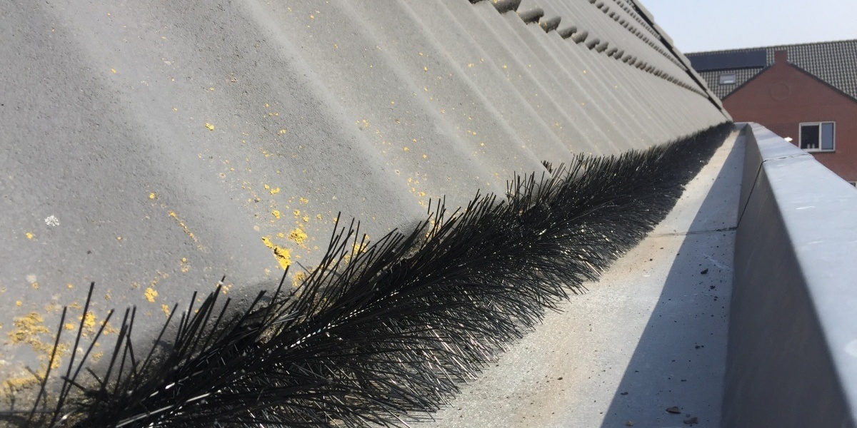 een vogelnest onder je dakpannen schadelijk? | Vogelwering